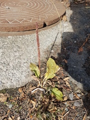 Plantago