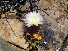 Eriosyce chilensis albidiflora