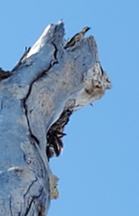 Amphispiza bilineata