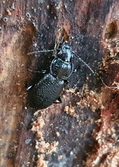 Pterostichus aethiops