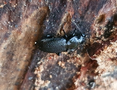Pterostichus aethiops