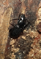 Pterostichus aethiops