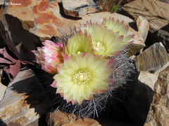 Eriosyce chilensis albidiflora