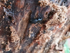 Pterostichus aethiops