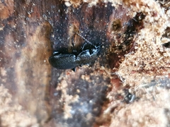 Pterostichus aethiops
