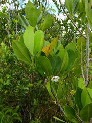 Clusia fockeana
