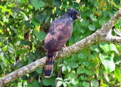 Spizaetus tyrannus