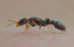 Pseudomyrmex cubaensis