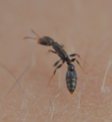 Pseudomyrmex cubaensis
