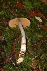 Cortinarius athabascus