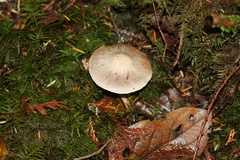 Cortinarius athabascus