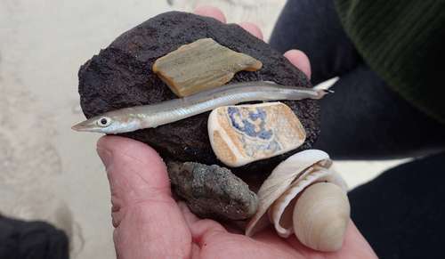 Sandfish (Gonorynchus forsteri) — Gonorynchidae — 5