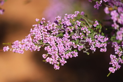 Thryptomene strongylophylla