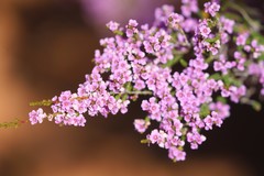Thryptomene strongylophylla