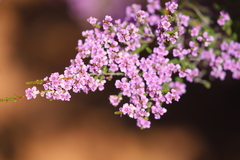 Thryptomene strongylophylla