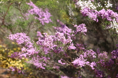Thryptomene strongylophylla