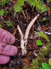 Clavariadelphus caespitosus