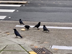 Corvus brachyrhynchos