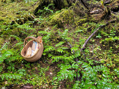 Clavariadelphus caespitosus