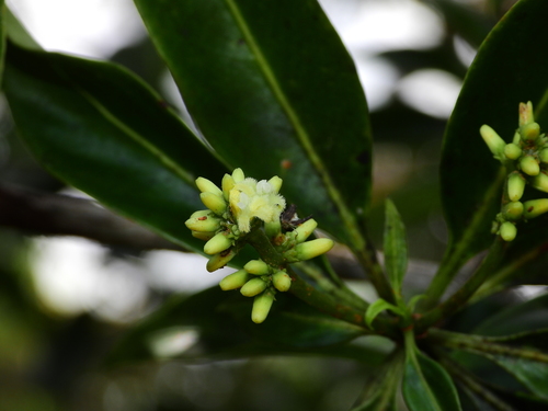 Pagamea guianensis