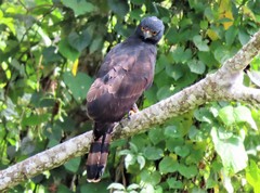 Spizaetus tyrannus