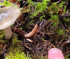 Clavariadelphus caespitosus