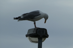 Larus argentatus
