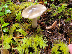 Clavariadelphus caespitosus