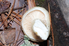 Zhuliangomyces illinitus