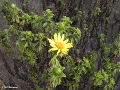 Haplopappus foliosus