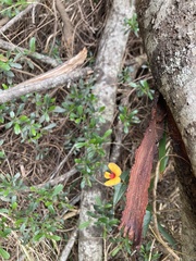 Platylobium triangulare