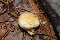 Zhuliangomyces illinitus
