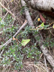 Platylobium triangulare