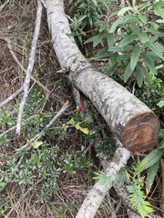 Platylobium triangulare