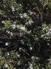 Philotheca verrucosa