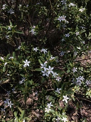 Philotheca verrucosa