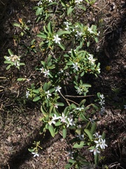 Philotheca verrucosa