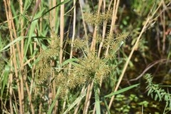 Cyperus odoratus image