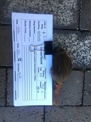 Passerella iliaca