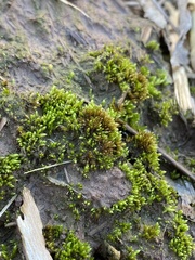 Imbribryum subapiculatum