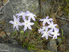 Leucocoryne ixioides