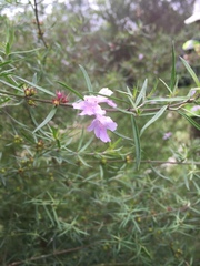 Westringia crassifolia