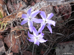 Leucocoryne ixioides