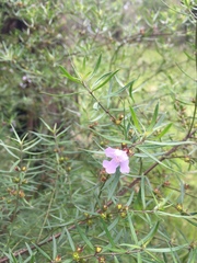 Westringia crassifolia