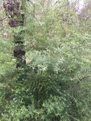 Westringia crassifolia