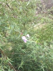 Westringia crassifolia