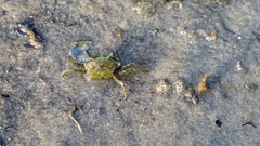 Rhithropanopeus harrisii