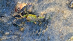 Rhithropanopeus harrisii