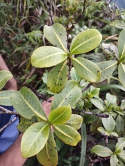 Psychotria mariniana