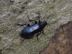 Melandrya caraboides